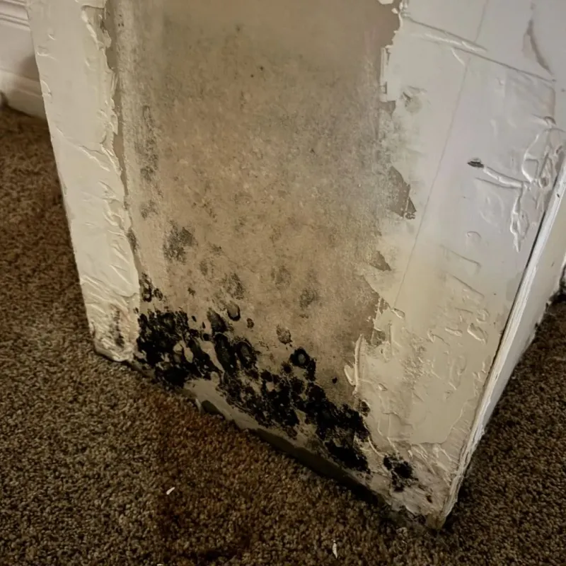 Professional Mold Removal in San Juan, TX
